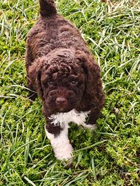 Lagotto Romagnolo Cuccioli con Pedigree