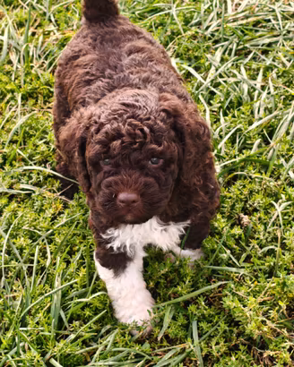 Lagotto Romagnolo Cuccioli con Pedigree