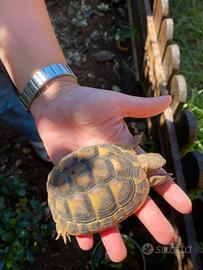 Tartaruga