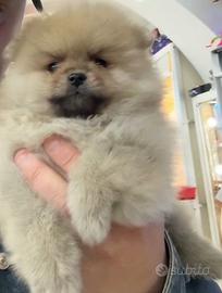 Spitz di pomerania línea americana