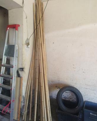canne di Bamboo 