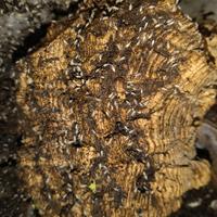 Collemboli tropicali