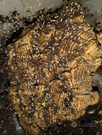 Collemboli tropicali