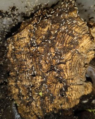 Collemboli tropicali