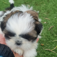 Shihtzu