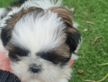 Shihtzu