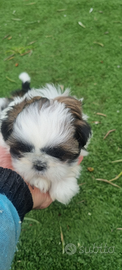 Shihtzu