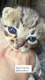 5 gattini Tigrati da adottare
