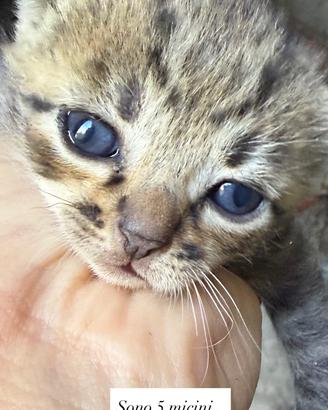 5 gattini Tigrati da adottare