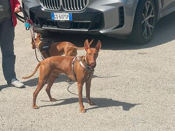 Maschio CIRNECO CON PEDEGREE IN AFFIDO