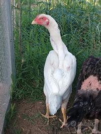 O Shamo galline