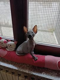 Cucciolo di Canadian sphynx