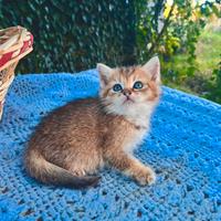 Gattina British Golden Tickets