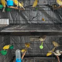 Canarini aprile/maggio 2025