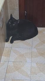 Gatti adulti