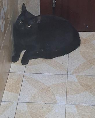 Gatti adulti