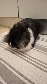 Coniglio nano testa di leone maschio