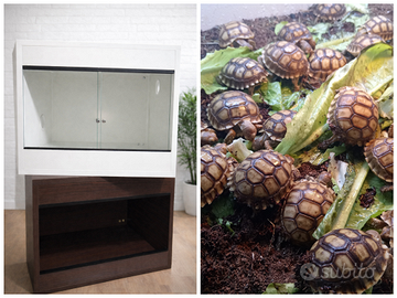 Tartaruga Geochelone Sulcata+Terrario +Lampada