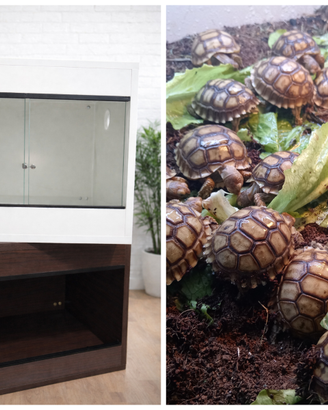 Tartaruga Geochelone Sulcata+Terrario +Lampada