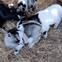 Caprette nane tibetane