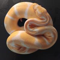Coppia Pitone reale albino