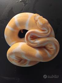 Coppia Pitone reale albino