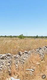 5.5 ettari fronte strada terra vuota Corato