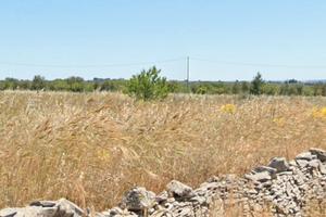 5.5 ettari fronte strada terra vuota Corato