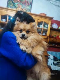 Spitz tedesco piccolo senza pedigree