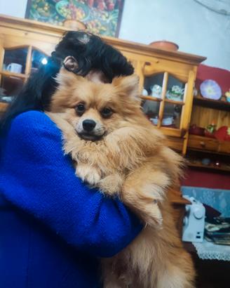Spitz tedesco piccolo senza pedigree