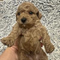 Barboncino cuccioli su prenotazione