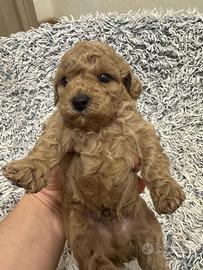 Barboncino cuccioli su prenotazione