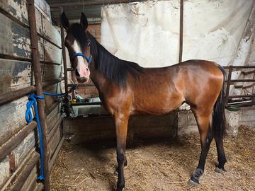 Cavalla araba