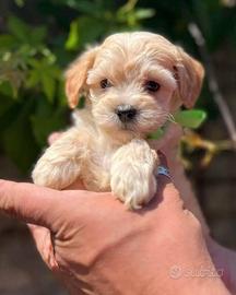 Maltipoo