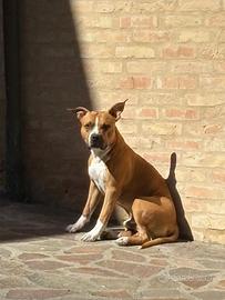 Amstaff per monta