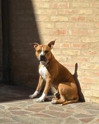 Amstaff per monta