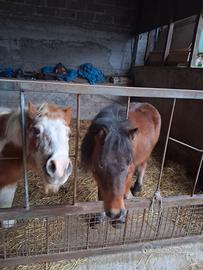 Coppia di pony