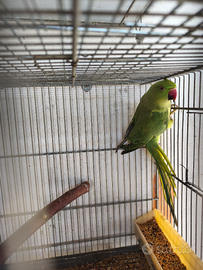 Parrocchetto dal collare ancestrale