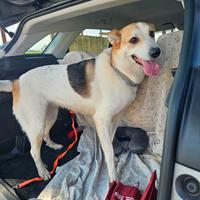 India: cessione di proprietà. Dolce e socievole