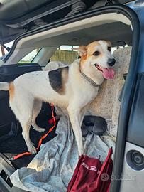 India: cessione di proprietà. Dolce e socievole