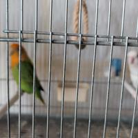 Coppia Inseparabili Roseicollins