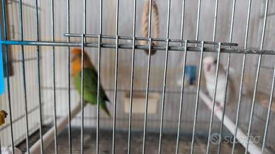 Coppia Inseparabili Roseicollins