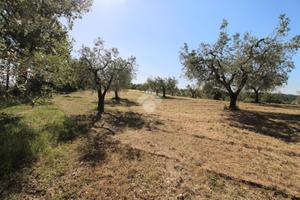 TER. AGRICOLO A POGGIO MIRTETO