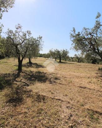 TER. AGRICOLO A POGGIO MIRTETO