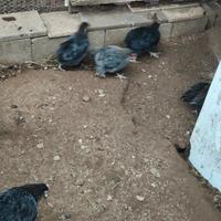 Mix 8 galli di 3 mesi marans e incroci