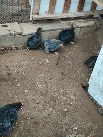 Mix 8 galli di 3 mesi marans e incroci