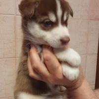 Cuccioli husky occhi blu