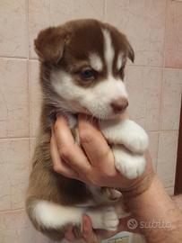Cuccioli husky occhi blu