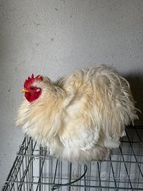 Gallo cocincina nana