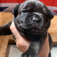 Staffordshire Bull Terrier